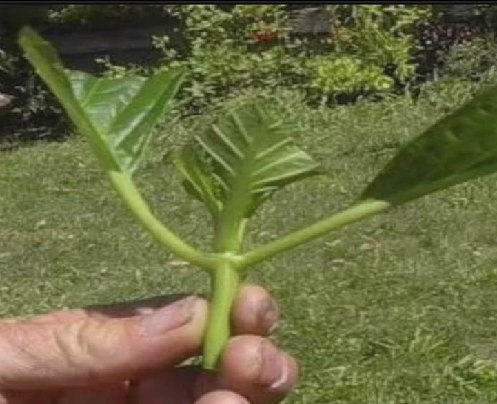 描述: D:\-  User Folders  -\- Sys\Desktop\新增資料夾\17.jpg