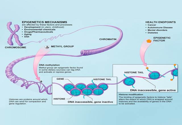 描述: You Can change Your DNA Epigentetics chart